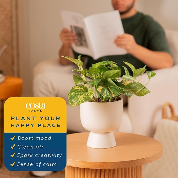 Costa Farms Golden Pothos Live Plant, Devil's Ivy in Decorative Pot, Easy to Maintain, Air Purifying Indoor Houseplant, Home, Room, or Office Decor, House Warming or Birthday Gift, 12-14 Inches Tall