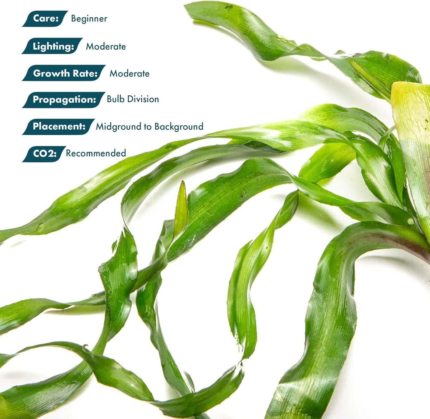 Live Plants - Thai Onion Plant (Crinum thaianum) - Medium Light, Green Accent Freshwater Aquatic Plant, Midground to Background Placement for Aquascaping - Bulb Growth - Bulb - 1 Pack