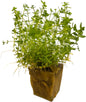 Freshwater Live Aquarium Plants with Roots (Monte Carlo)
