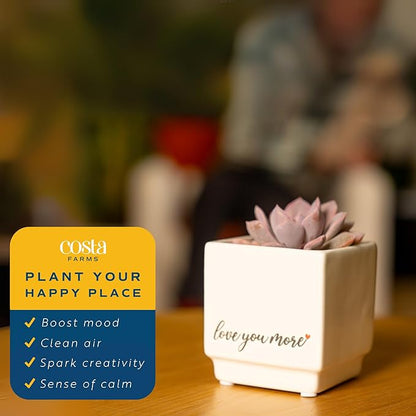 Costa Farms Mini Live Succulents, Echeveria Houseplant, Beautiful Live Indoor Plants in Cute Décor Stone Planter Pots, Great Gift for Perfect Room Décor, 4-Inches Tall (2-Pack)