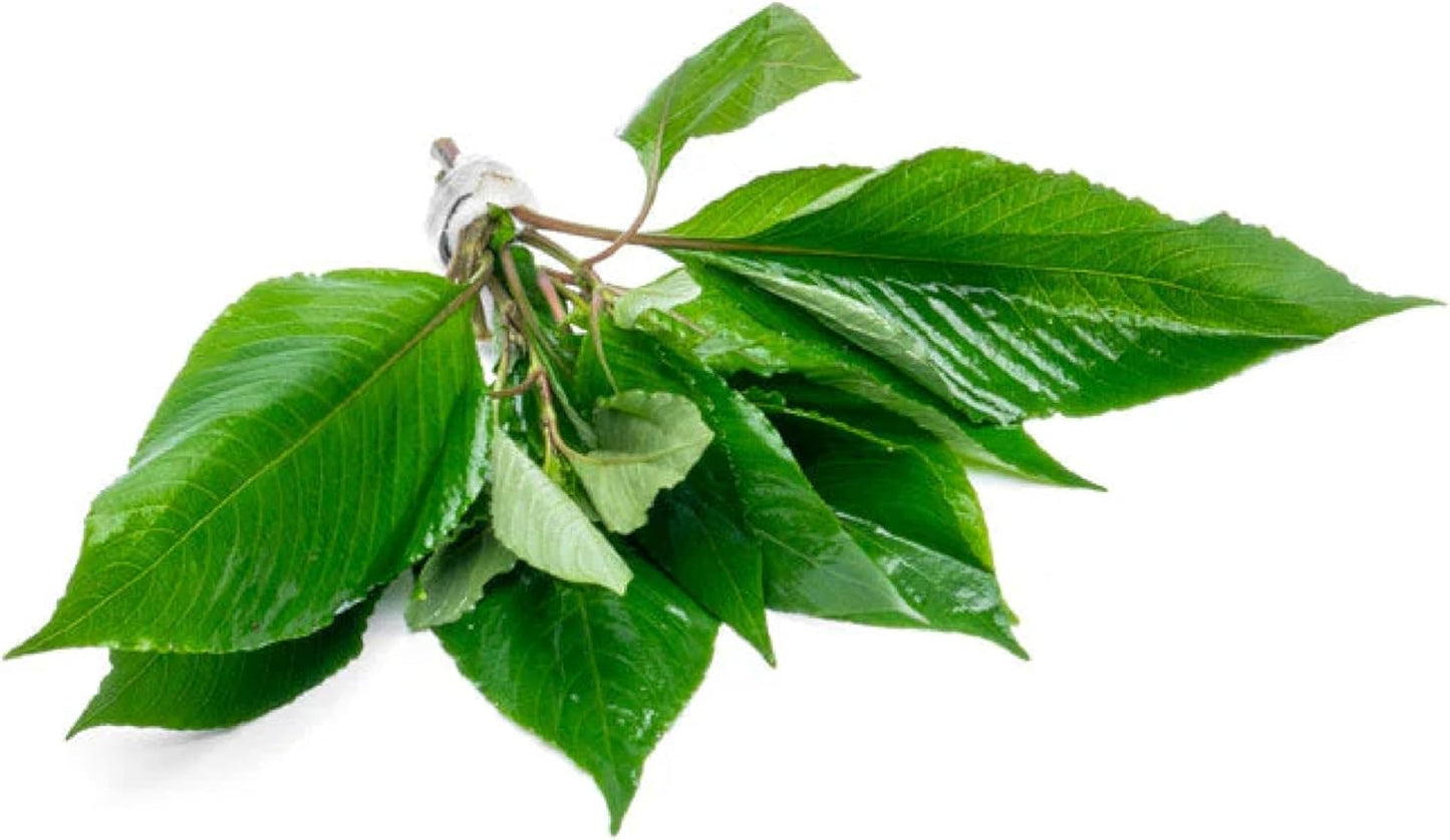 Dwarf Hygrophila Corymbosa Siamensis Live Aquarium Plant - Freshwater Fish Tank Decorations and Natural Aquatic Decor (4)