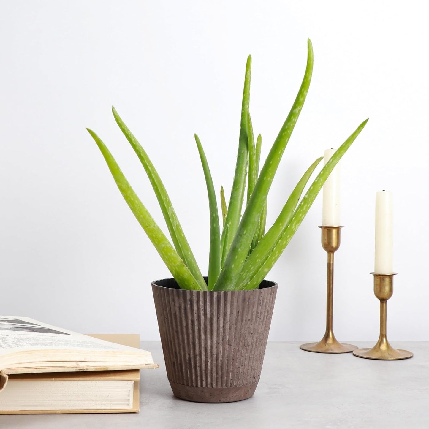 Thorsen's Greenhouse Aloe Vera, Live Indoor Plant, Aloe barbadensis, Easy to Grow, Succulent, Natural Air Purifier, 4" Diameter Pot (Coffee)