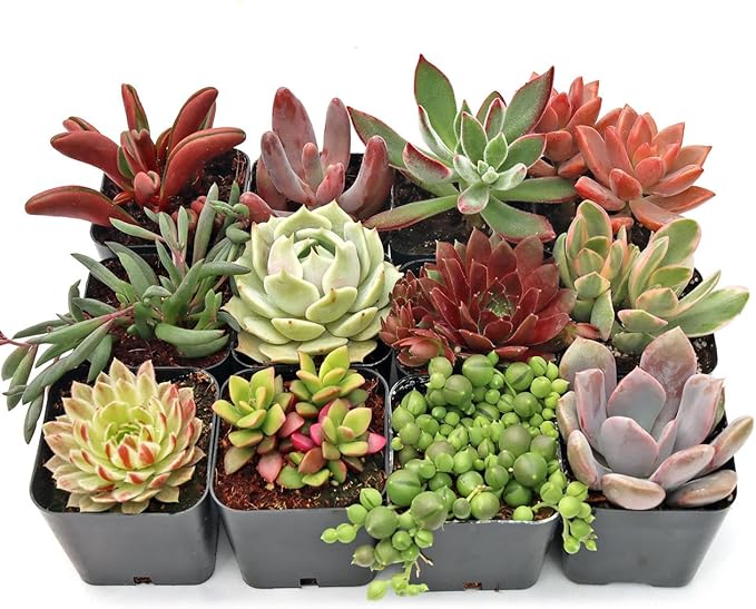 Mountain Crest Gardens Sweetheart Succulent Variety Pack - 12 Live Plants in 2 Inch Pots, Rosette, Trailing & Upright Types - Real Succulents for Indoor Display, DIY Projects, Thoughtful Gifts