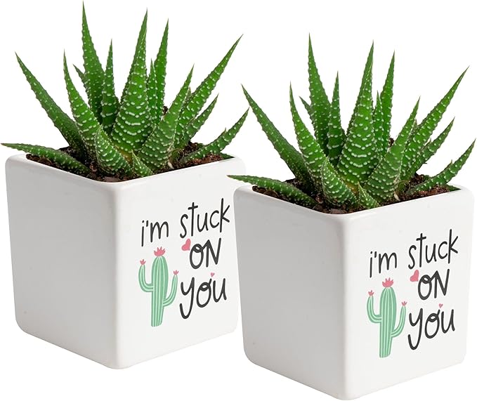 Costa Farms Haworthia Live Plants in Decorative Pots, Easy to Maintain Indoor Succulents, Houseplants for Home, Room, or Office Decor, House Warming or Birthday Gift, 2.75-6 Inches Tall, Pack of 2