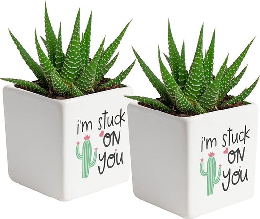 Costa Farms Haworthia Live Plants in Decorative Pots, Easy to Maintain Indoor Succulents, Houseplants for Home, Room, or Office Decor, House Warming or Birthday Gift, 2.75-6 Inches Tall, Pack of 2