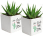 Costa Farms Haworthia Live Plants in Decorative Pots, Easy to Maintain Indoor Succulents, Houseplants for Home, Room, or Office Decor, House Warming or Birthday Gift, 2.75-6 Inches Tall, Pack of 2