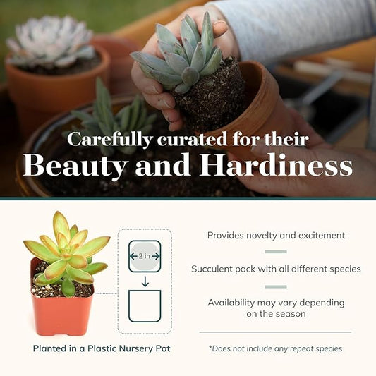 Shop Succulents Collectors Succulent Plant Pack Collection - Live Mini Succulent Plants, Low Maintenance, Colors & Textures - Wedding and Party Favors, Gift & Garden, Pack of 20