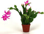 Christmas Cactus - 5 Live Plants in 4 Inch Pots - Schlumbergera Bridgesii - Beautiful Indoor Tropical Succulent