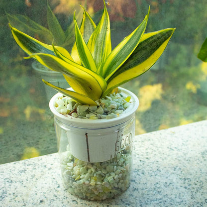 7lb Jade Bean Pebbles,1/4 Inch Cactus Bonsai DIY Rocks, Natural Succulent Rock and River Rocks Decorative for Aquariums, Vases, Terrarium, Outdoor Gardening, Top Dressing for Potted Plants