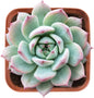 Live Succulent Echeveria Prism, Approx 2-inch Large, Potted Succulents, Fully Rooted, Easy Care House Plants