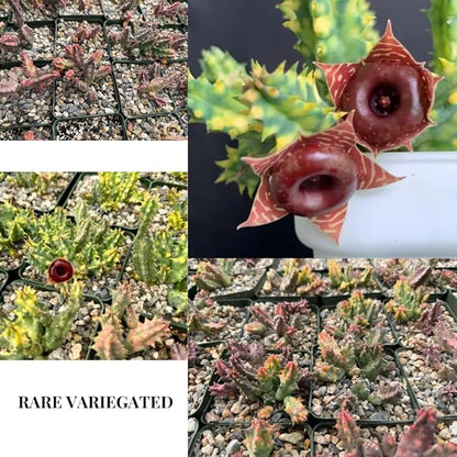 Lifesaver Zebrina Starfish Cactus Cactus Plant, Trailing Cactus Succulent Well Rooted in 2" Pot Ornamental Houseplant for Hanging Basket