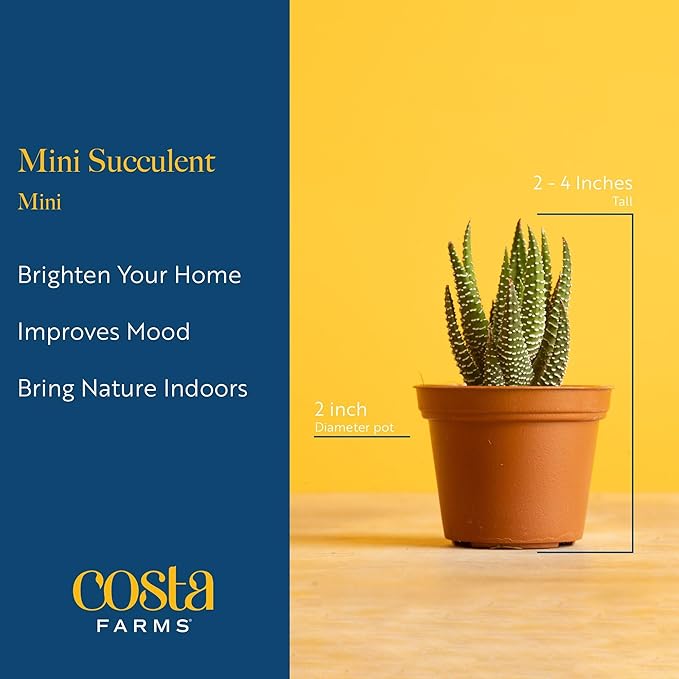 Costa Farms Mini Succulent Live Plants in Plastic Pots, Easy to Maintain Indoor Succulents, Houseplants for Home, Room, or Office Decor, House Warming or Birthday Gift, 2-3.5 Inches Tall, Pack of 6
