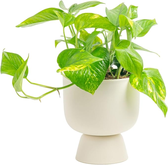 Costa Farms Golden Pothos Live Plant, Devil's Ivy in Decorative Pot, Easy to Maintain, Air Purifying Indoor Houseplant, Home, Room, or Office Decor, House Warming or Birthday Gift, 12-14 Inches Tall