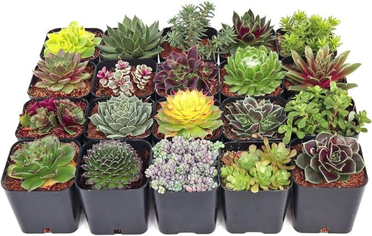 Mountain Crest Gardens Hardy Succulent Variety Pack - 20 Frost-Tolerant Live Plants, Rooted in 2 Inch Pots - Real Outdoor Succulents for Rock Gardens, Landscaping, DIY Arrangements
