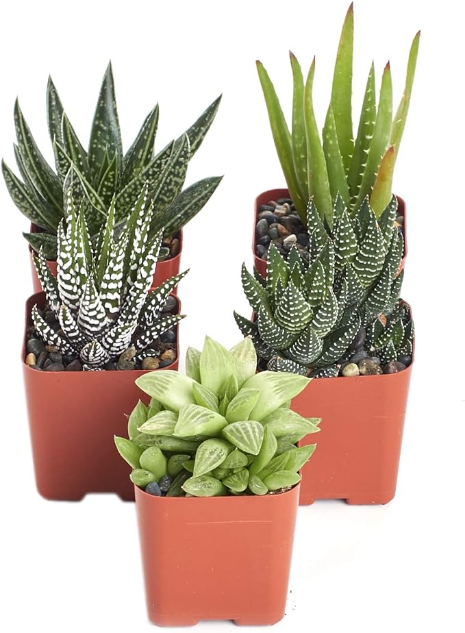Shop Succulents | Alluring Collection of Live, Hand Selected Variety Pack of Mini 5 Different Aloe Plants in 2" Grower Pots, Easy to Grow and Hard to Kill