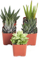 Shop Succulents | Alluring Collection of Live, Hand Selected Variety Pack of Mini 5 Different Aloe Plants in 2" Grower Pots, Easy to Grow and Hard to Kill