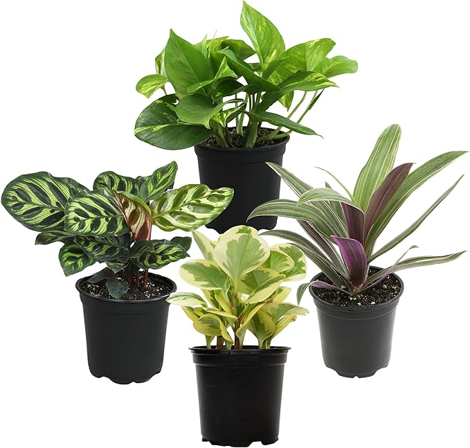 Essential Houseplant Collection (4PK) Live Plants Indoor Plants Live Houseplants in Plant Pots, Easy House Plants Indoors Live, Snake Plant, Pothos in Potting Soil, Clean Air Plants by Plants for Pets