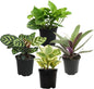 Essential Houseplant Collection (4PK) Live Plants Indoor Plants Live Houseplants in Plant Pots, Easy House Plants Indoors Live, Snake Plant, Pothos in Potting Soil, Clean Air Plants by Plants for Pets