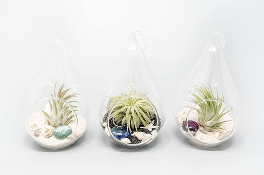 Glass Teardrop Beach Plant Terrarium - Air Plant, Sand, Starfish and Shell in Propagation Jar - Home and Garden Decor Plant Pot- Easy Care Indoor and Outdoor Plant Vase (3 Teardrop Set)