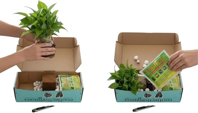 CoollectivePlants Calathea Assorted Collection – Live Indoor Plants in 4" Grower’s Pots (10 Pack), Easy to Grow Beginner Houseplants, Includes UniHeat Pack for Winter Protection