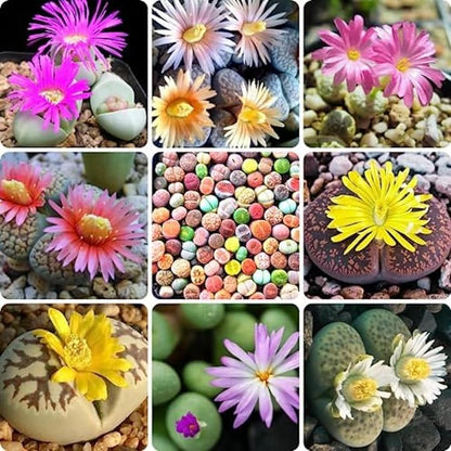 Set 20 Mix Lithops Succulents Plants Live Bulks, Corlorful Living Stones Lithops Live Plants, Beautiful Lithops Living Stones to Grow, Lithop Succulents Cactus Lithop Seedlings