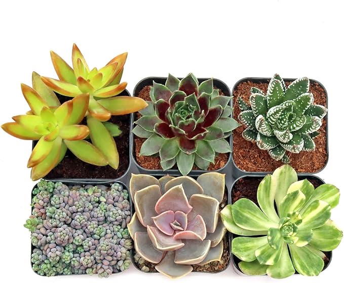 Mountain Crest Gardens Ultimate Succulent Variety Pack - 6 Unique Live Plants, Rooted in 2 inch Pots - Indoor/Outdoor Real Succulents for Garden Decor, Favors, DIY Arrangements