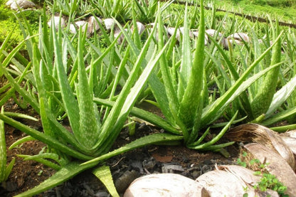 Aloe Vera Plant Live, Live Aloe Vera Plant Indoor, 4 Inc Potted, Succullent Plant Live for Gardening