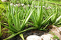 Aloe Vera Plant Live, Live Aloe Vera Plant Indoor, 4 Inc Potted, Succullent Plant Live for Gardening