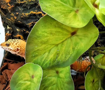 Reptile Plants for Terrarium Decor, Amphibian Habitat Decor, Snake Tank Accessories, Artificial Hanging Plants with Suction Cup-2 Packs (Arrowhead)