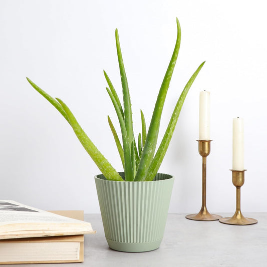 Thorsen's Greenhouse Aloe Vera, Live Indoor Plant, Aloe barbadensis, Easy to Grow, Succulent, Natural Air Purifier, 4" Diameter Pot (Sage)