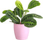 Thorsen's Greenhouse Lemon Lime Prayer Plant, Live Indoor Plant, Pet Friendly, Attractive Houseplant, Lemon Maranta, Natural Air Purifier, Easy to Grow, 4" Diameter Pot (Blush)