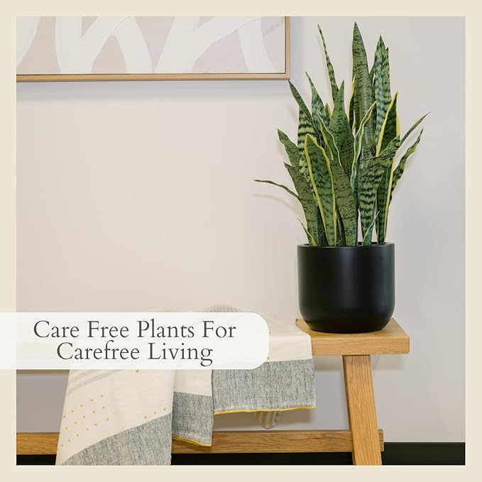 CG Hunter Faux Snake Plant, Premium Artificial Indoor Plant Stands 30” Tall and Enhances Interior Design, Lifelike-Leaves Create Realistic Natural Appearance, Black Planter Pot Included