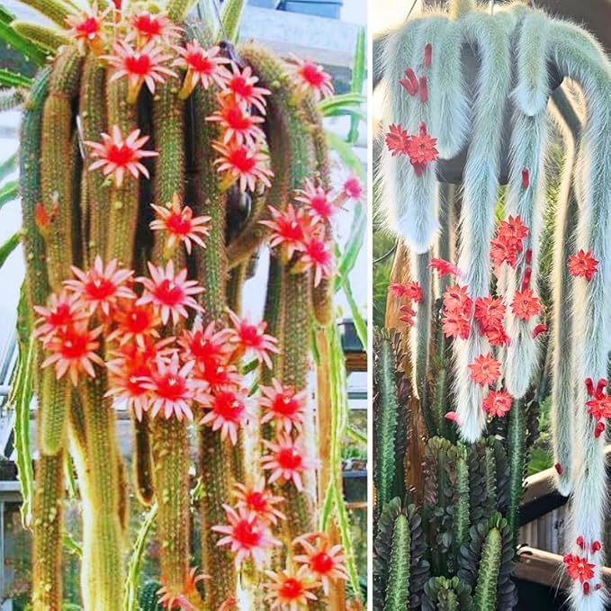 Monkey Tail Cactus Live Succulent, Hanging Trailing Cactus Plant 5-7 Inch Bareroot, No Pot Included