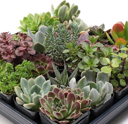 Mountain Crest Gardens Ultimate Succulent Variety Pack - 12 Unique Live Plants, Many Types, Rooted in 2 inch Pots - Indoor/Outdoor Real Succulents for Garden Decor, Favors, DIY Arrangements
