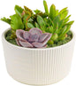 Costa Farms Live Succulents Garden, Assorted Plant Varieties in Decorative Pot, Easy to Maintain Succulent Indoor Houseplants, Room Decor, House Warming or Birthday Gift, 6 Inches Tall