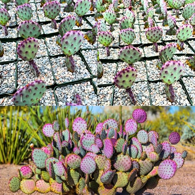 Purple Prickly Pear Cactus Live Plant, in 3 Inch Pot, Prickly Cactus Plant, Colorful Succulent for Garden and Containers