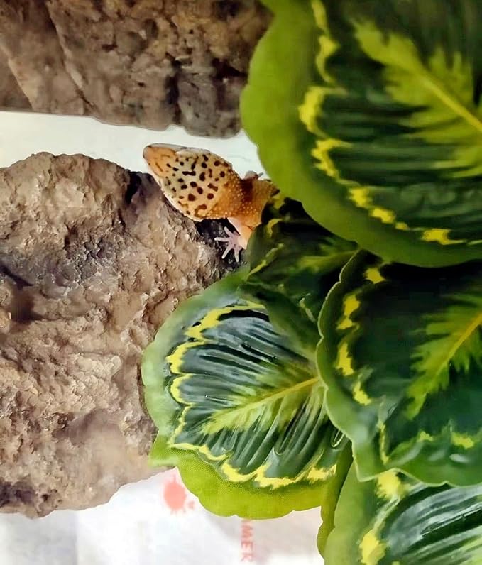 Reptile Decor Plants,Amphibian Habitat Decor,Artificial Plants for Bearded DragonTank Accessories Suitable for Leopard Gecko Lizard Chameleon Snake Tortoise (Calathea makoyana -A)