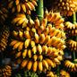 Lady Finger Banana Tree- Live Fruit Tree Tropical Plantae