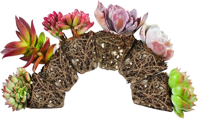 6 Pack Succulent Plants with Root and Soil, Easy to Grow (Assorted Varieties Without Pots)