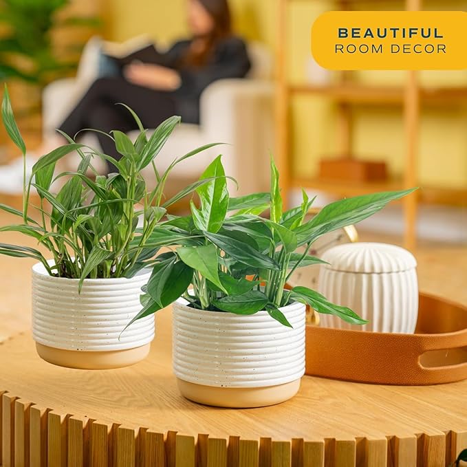 Costa Farms Live Pothos Plant, Assorted Devil's Ivy in Decorative Pot, Easy to Maintain, Air Purifying Indoor Houseplant, Home, Room, or Office Decor, House Warming or Birthday Gift, 12-14 Inches Tall