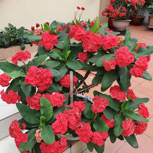 Hardy Crown of Thorn Live Plant, Red Euphorbia Milii Tree, 1 Year Old Plant, 5-10 Inches in Tall, No Pot, Indoor Outdoor Décor Succulent Cactus