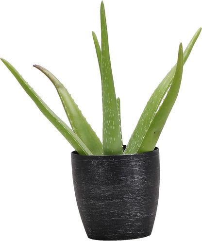 Thorsen's Greenhouse Aloe Vera, Live Indoor Plant, Aloe barbadensis, Easy to Grow, Succulent, Natural Air Purifier, 4" Diameter Pot (Brushed Silver)