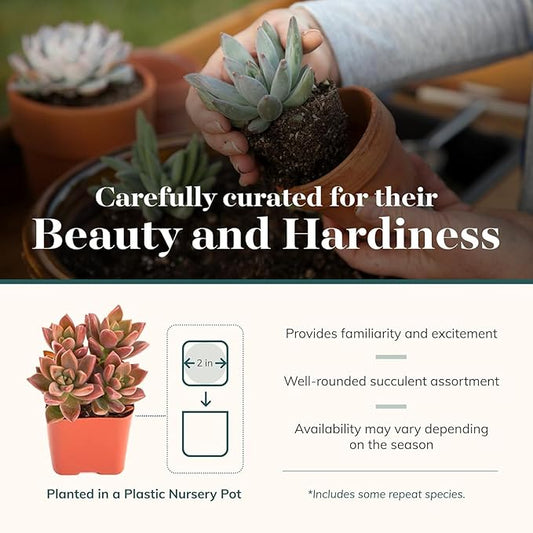 Shop Succulents Endless Summer Succulent Pack Collection - Live Mini Succulent Plants, Low Maintenance, Colors & Textures - Wedding and Party Favors, Gift & Garden, Pack of 12