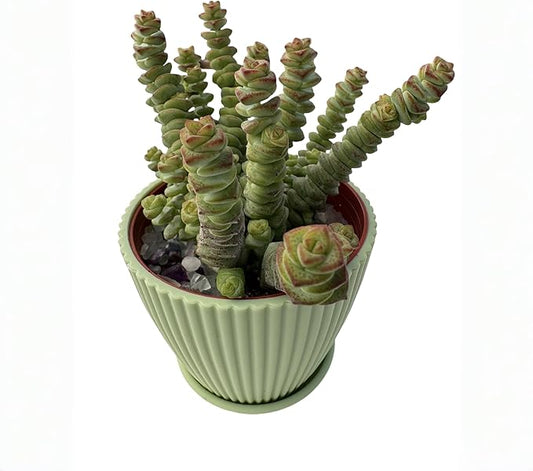 4" String of Buttons in Green Stripe Pot, Live Crassula 'Baby's Necklace' Trailing Succulent, Rare House Plant for Home Office Wedding Hanging Decoration, DIY Projects, Party Favor