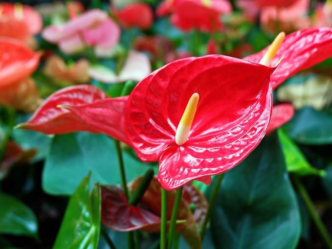 Gardenera Anthurium Potting Mix - Crafted for Superior Performance and Colorful Blooms - 10 QUARTS