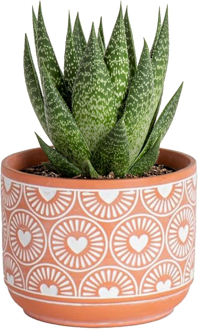 Costa Farms Haworthia, Succulent Live Plant in Decorative Pot, Easy to Maintain Succulent Indoor Houseplant, Home, Room, or Office Decor, House Warming or Birthday Gift, 4-6 Inches Tall