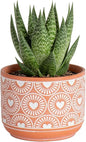 Costa Farms Haworthia, Succulent Live Plant in Decorative Pot, Easy to Maintain Succulent Indoor Houseplant, Home, Room, or Office Decor, House Warming or Birthday Gift, 4-6 Inches Tall