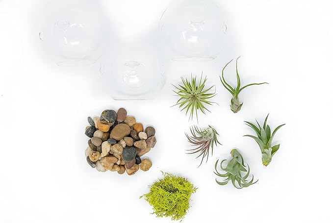 Stunning Flat Bottom 3 Globe Plant Terrarium Kits - 5 Small Assorted Air Plants, Beige Stones and Moss in Propagation Jar - Home and Garden Décor Plant Pot - Easy Care Indoor and Outdoor Plant Vase