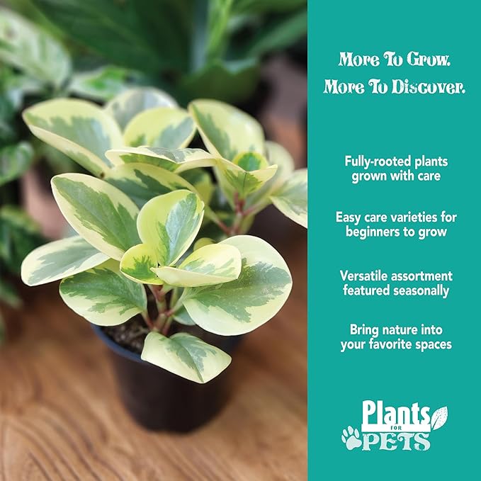 Essential Houseplant Collection (4PK) Live Plants Indoor Plants Live Houseplants in Plant Pots, Easy House Plants Indoors Live, Snake Plant, Pothos in Potting Soil, Clean Air Plants by Plants for Pets