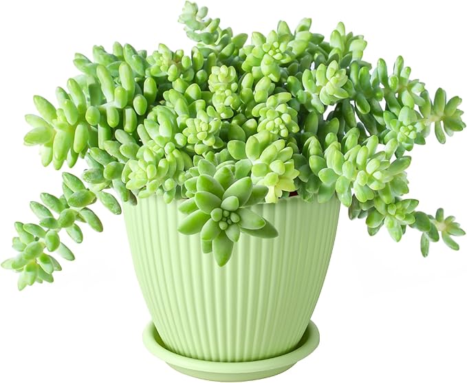 Donkey's Tail with Green Stripe Pot, Live Sedum Morganianum-Burro's Tail Succulent with Soil Mix, Rare House Plant for Home Office Wedding Indoor Outdoor Decoration, DIY Projects, Party Favor